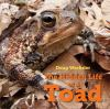 The_hidden_life_of_the_toad