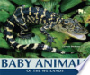 Baby_Animals_of_the_Wetlands